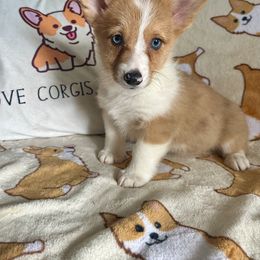 Pembroke Welsh Corgi Puppies from Carolina cotton candy corgis