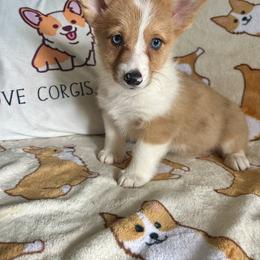 Pembroke Welsh Corgi Puppies from Carolina cotton candy corgis