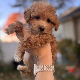 Oogie - Apricot male Maltipoo puppy in Cedar Hills, Utah from Puppyzenn