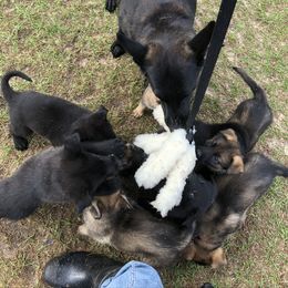 German Shepherd Puppies from Guamany K9 Vomhaus