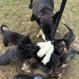 German Shepherd Puppies from Guamany K9 Vomhaus