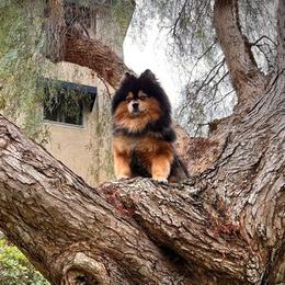 Pomskies from Pixel