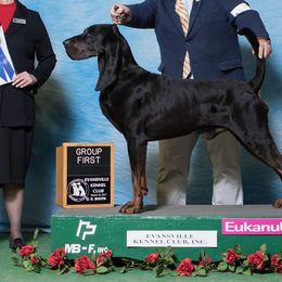 Black and Tan Coonhounds and Manchester Terriers from Jazzman Black and Tans