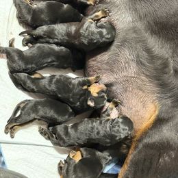 Puppy 2 - Black and mahogany male Rottweiler puppy in Arizona from TRK Rottweilers