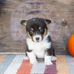 Cinnamon - Black and tan female Pembroke Welsh Corgi puppy in Bedford, Indiana from Sunny Acres Corgis