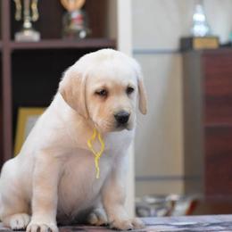 Labrador Retriever Puppies from BAK Forty Ranch