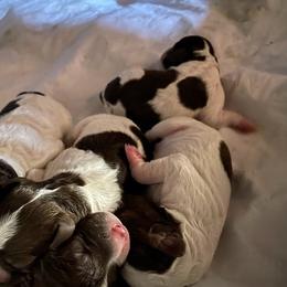 Lagotto Romagnolo Puppies from Joyful Heart