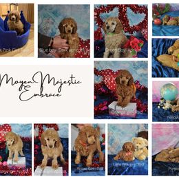 Poodle Puppies from Majestic Embrace