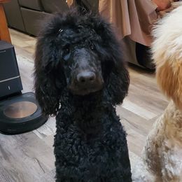 Poodles from Exquisite Standard poodles