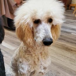 Poodles from Exquisite Standard poodles