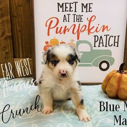 Australian Shepherd Puppies from Far West Aussies