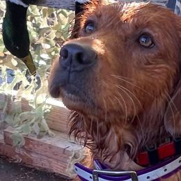 Golden Retrievers from Oak Bottom Retrievers