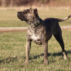Perro de Presa Canarios from Canarian Bull Kennel