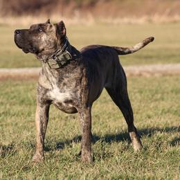 Perro de Presa Canarios from Canarian Bull Kennel