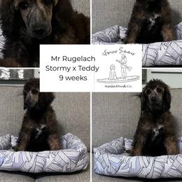 Rugelach - Brindle male Poodle puppy in Ocean Springs, Mississippi from Forever Summer Standard Poodles