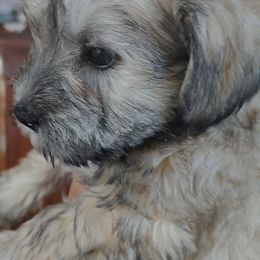 Miniature Schnauzers from JVH Mini Schnauzers