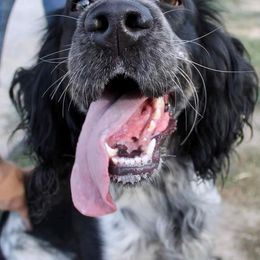 Jade - English Springer Spaniel