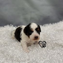 Poodle Puppies from Cuddles n Curls