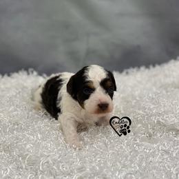 Poodle Puppies from Cuddles n Curls