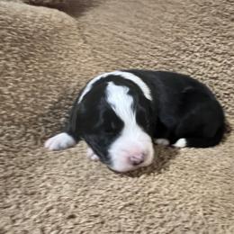 Rusty Ryan - Black male Border Collie puppy in Crawfordsville, Indiana from Rescued Dreams Border Collies