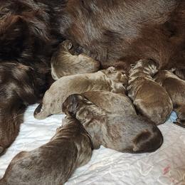 Spaghetti - Liver male German Shepherd puppy in Garrett, Indiana from Devil-Dog Shepherds