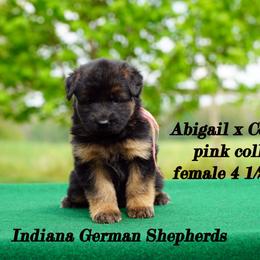 Pink collar long coat - Black and red German Shepherd puppy in Chrisney, Indiana from Indiana German Shepherds