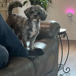 Lily - Shichon