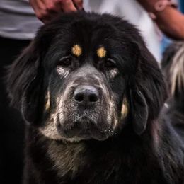 Remi - Tibetan Mastiff