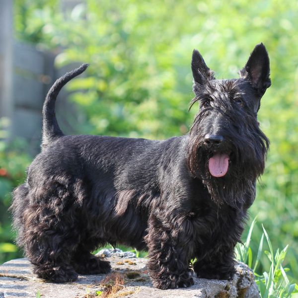 Scottish Terrier