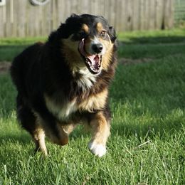 Tammy - Australian Shepherd