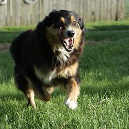 Tammy - Australian Shepherd