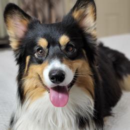 Yetti - Pembroke Welsh Corgi