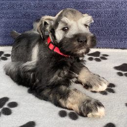 Yawnzee - Red Collar - Black and silver male Miniature Schnauzer puppy in Robstown, Texas from Alves Miniature Schnauzers