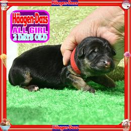 HAAGEN DAZS  PURE CUTIE - Black and red female German Shepherd puppy in Murrieta, California from Diamond Oaks German Shepherds
