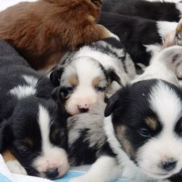 Miniature American Shepherd Puppies from Blue Moon Mini Shepherds