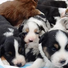 Miniature American Shepherd Puppies from Blue Moon Mini Shepherds