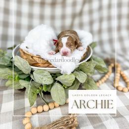 Archie - Red  male Goldendoodle puppy in Cedar City, Utah from Cedar Doodles- Home of the Teddybear Goldendoodle