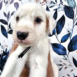 Black- blue eyed, lemon spotted - White and lemon male Dalmatian puppy in Gray, Georgia from Fuller Spots