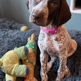 Prudence - German Shorthaired Pointer puppy from GSP Pointer Family