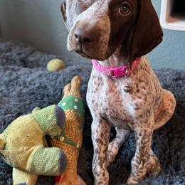 Prudence - German Shorthaired Pointer puppy from GSP Pointer Family