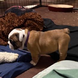 Minerva McGonagall - Red and white female Bulldog puppy in Krum, Texas from K & K Little Blessings