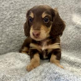 Archie - Chocolate and cream male Dachshund puppy in Hulbert, Oklahoma from Carter’s Dachshunds