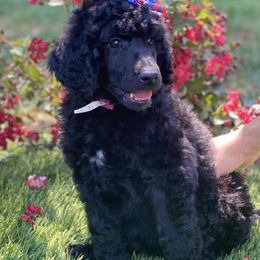 Goldendoodles and Poodles from Willow Creek Kennels