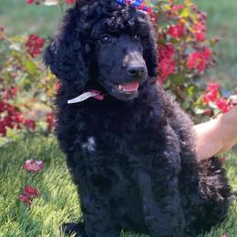 Goldendoodles and Poodles from Willow Creek Kennels