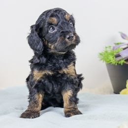 Aussiedoodle Puppies from Crystal Ridge Doodles