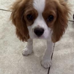 Cavalier King Charles Spaniel puppies from Ray of Sunshine Spaniels LLC
