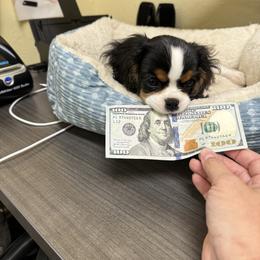 Cavalier King Charles Spaniel Puppies from Dandelions and Kings