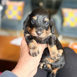 Black and Tan-Cream Female - Black and tan female Dachshund puppy in Medina, Ohio from STORIED DOXIES