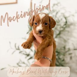 Mockingbird - Red female Cavapoo puppy in Colcord, Oklahoma from Copper Lane Aussies, Doodles & Cavapoos