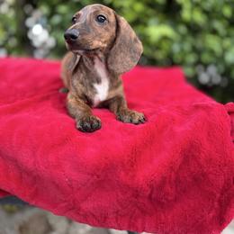 Pops - Brindle male Dachshund puppy in Temecula, California from Naomi Magee's Dachshund Kennel
